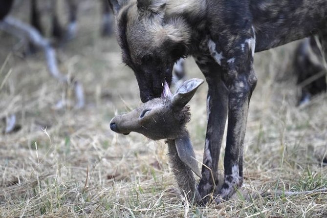 10 Day Zimbabwe and Chobe NP Tour - Price, What You Pay For, and Where the Value Comes From