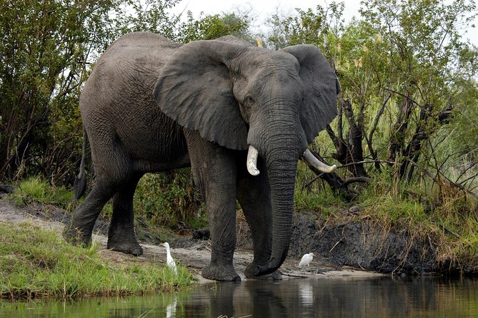 13 Days Best Of Zimbabwe - Gonarezhou National Park: elephants, birds, and relaxed wildlife near camp