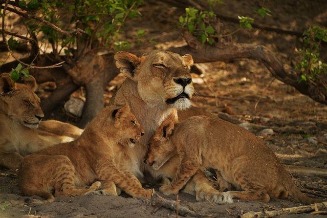 2-Day Camping Safari in Chobe National Park from Victoria Falls - Key things to know before you go
