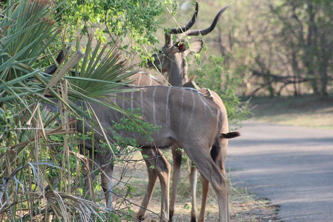 2-Day Camping Safari in Chobe National Park from Victoria Falls - Two days in Chobe, starting from Victoria Falls