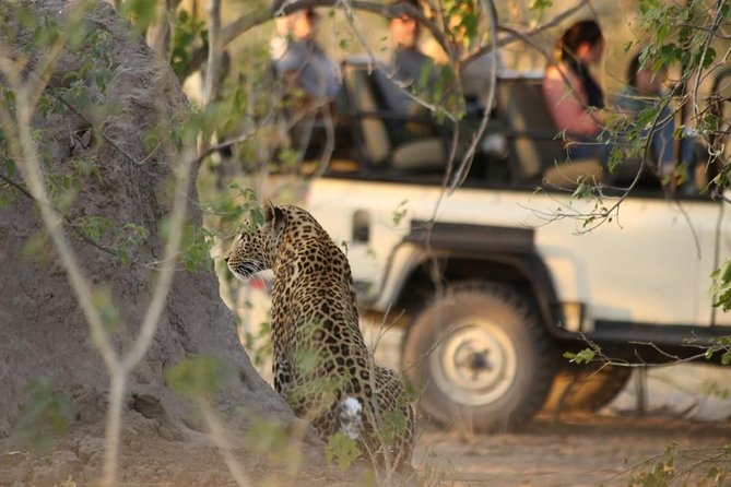 2-Day Camping Safari in Chobe National Park from Victoria Falls - Game drives in Chobe: your best odds for lions, leopard, and more