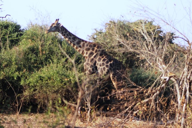2-Day Camping Safari in Chobe National Park from Victoria Falls - Price and value: $525 for a short, all-in wildlife fix