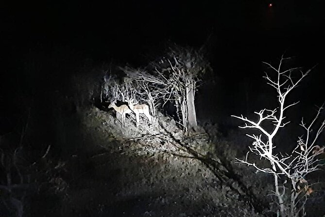 2 Hour Stargazing Tour in Victoria Falls NP Area in 4x4 - What you can see in the sky, and why the guide is doing real work