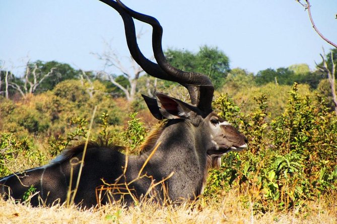3 Day Chobe National Park Camping Safari - Key highlights at a glance