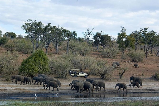 3 Day Chobe National Park Camping Safari - Wildlife expectations: the Big Five, plus Chobe’s everyday stars