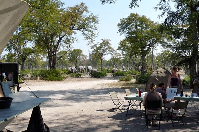 3 Day Chobe National Park Camping Safari - Where the real value is: game drives, boat time, and a guided pace