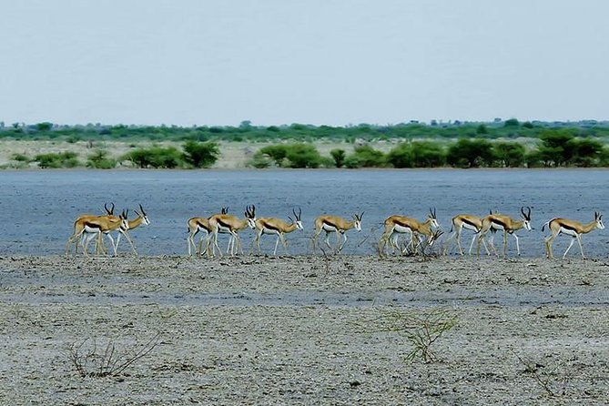 3 Day Chobe National Park Camping Tour - What $600 Gets You: Safari Rhythm, Not Just Checklists