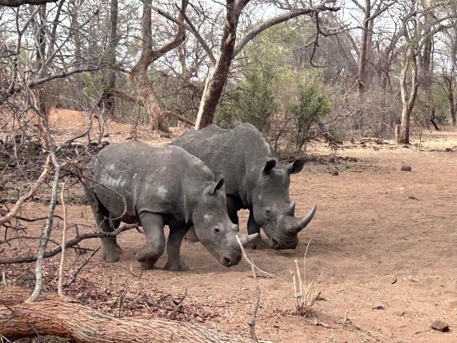 3 Days Explore Zambia, Zimbabwe and Chobe Park in Botswana - Key Things I Would Prioritize