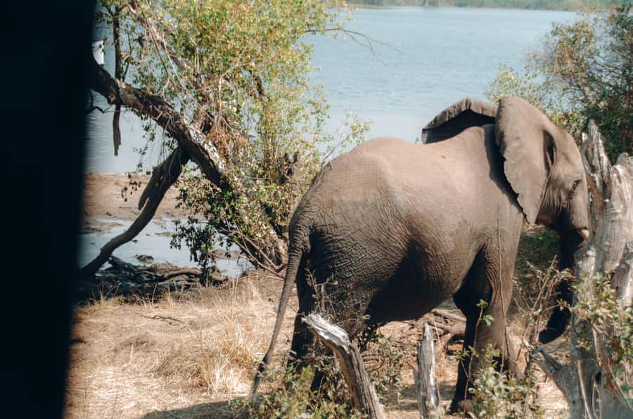 3 Days Explore Zambia, Zimbabwe and Chobe Park in Botswana - A 3-Country Loop, Built for Big Nature Days