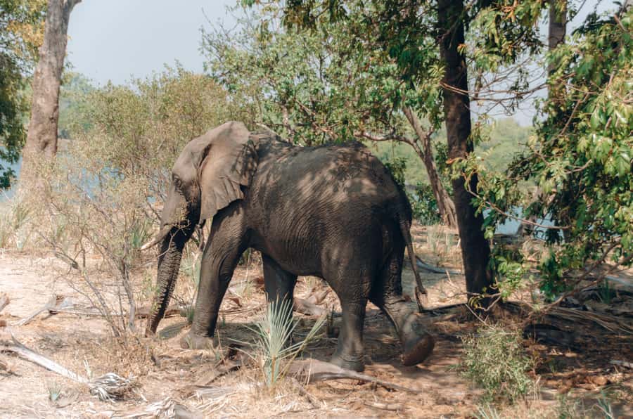3 Days Explore Zambia, Zimbabwe and Chobe Park in Botswana - Day 1: Mosi-oa-Tunya Rhino Walk, Livingstone Museum, and Victoria Falls (Zambia)
