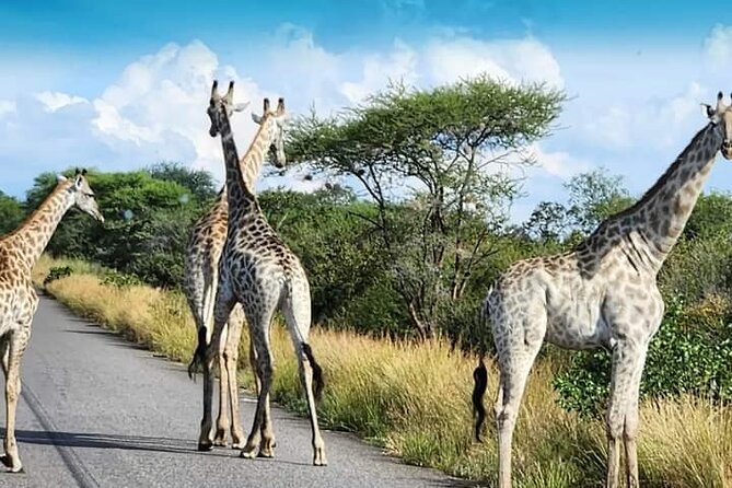 3 Days Tour at Chobe Park and Victoria Falls with Airport Pickup - Chobe Jeep Safari: The Land-Game Moment After the River Cruise