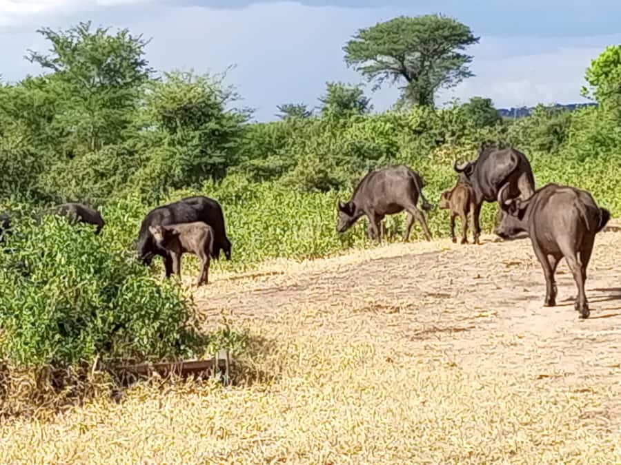 3 Days Victoria Falls and Full day Chobe National Park - Victoria Falls walk into the spray, not just a viewpoint