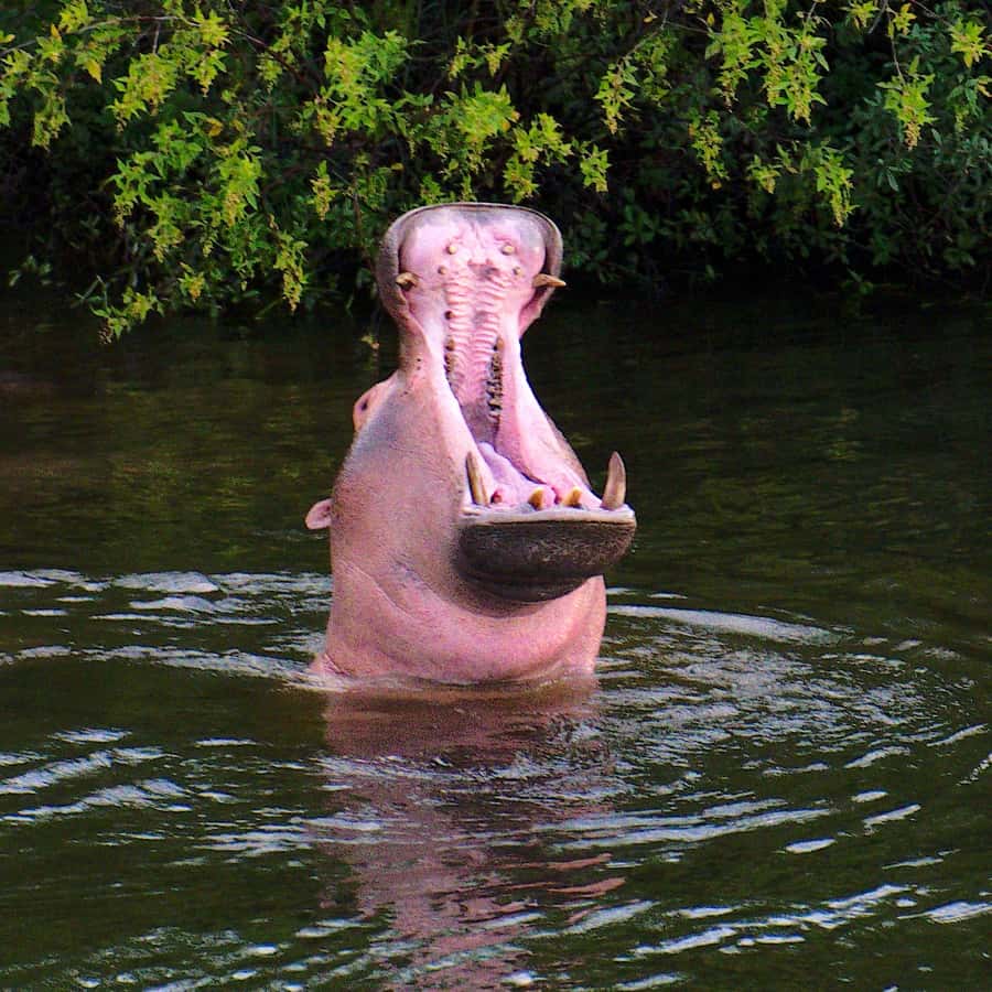 3 Days Victoria Falls and Full day Chobe National Park - What the Kazungula border day really gives you