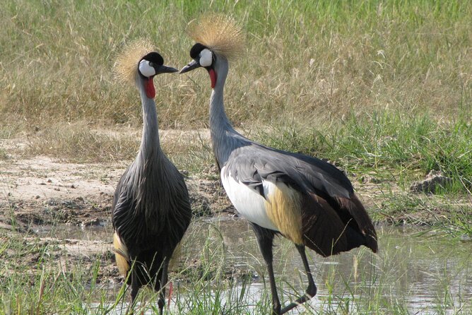 4-Day Discover Victoria Falls, Chobe and Hwange Park - Hwange National Park Day Trip: Rural Village Stops, Hwange Colliery, and Full 4x4 Game Drive