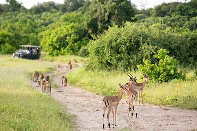 4-Day Victoria Falls and Hwange National Park Tour - Price and Value: What You’re Paying For at $1,200