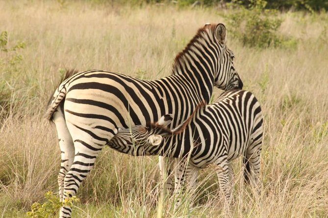 4 Days Victoria Falls Safari Tour & Chobe National Park game drive - Why This Victoria Falls to Chobe Safari Makes Sense