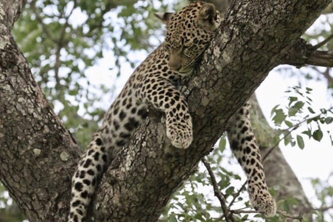4 Days Victoria Falls Safari Tour & Chobe National Park game drive - Day 3 Chobe National Park: Land Safari Plus a River Boat Cruise