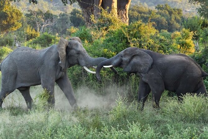 4 Days Victoria Falls Safari Tour & Chobe National Park game drive - Day 4 Departure Transfer, Keep This Day Light