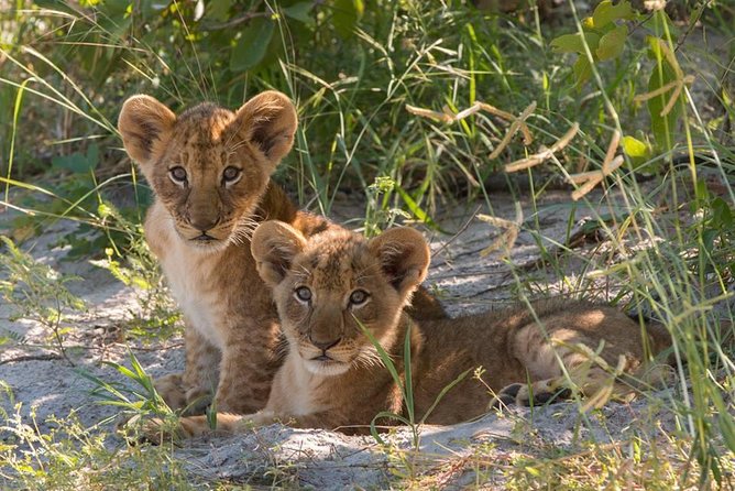 4 Days Victoria Falls Zimbabwe with Chobe National Park Safari Botswana and Livingstone Zambia - Day 1 on the Zambezi: sunset cruise plus wildlife at the waterline