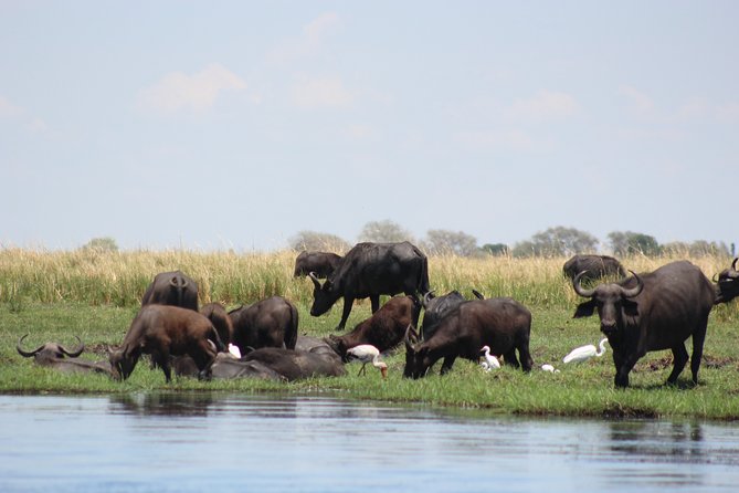 5-DAY Victoria Falls and Chobe National Park - Day 3 Chobe safari day: Chobe River boat cruise plus 4x4 game drive