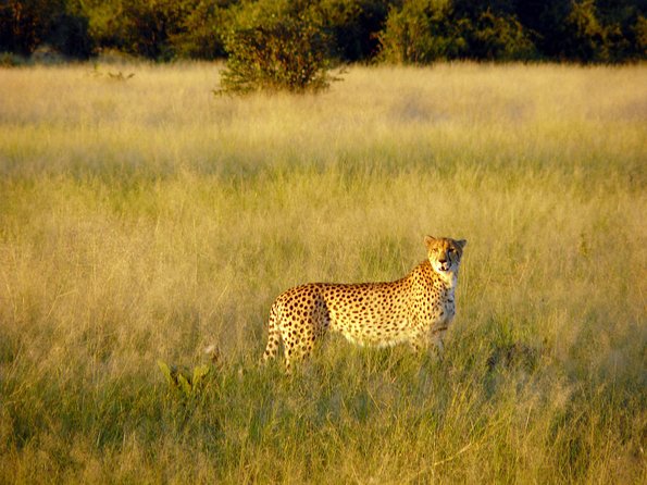 5 Day Victoria Falls and Chobe National Park Camping Tour - Pickups, mobile tickets, and the simple logistics you actually need