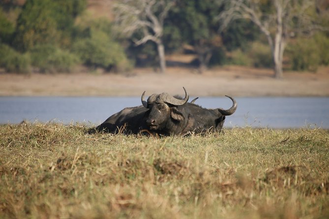 5 Day Victoria Falls and Chobe National Park Luxury Accommodated Tour - Chobe day one: full-day wildlife time with elephant-focused potential