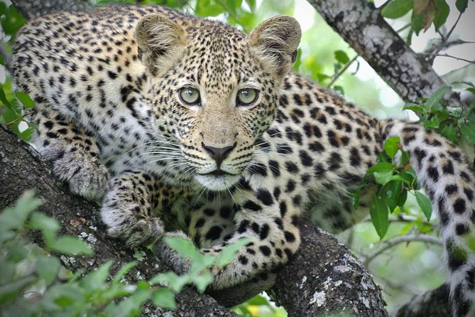 5 Day Victoria Falls and Hwange National Park Accommodated Safari Tour - Days 3 and 4 in Hwange National Park, the wildlife focus that lasts