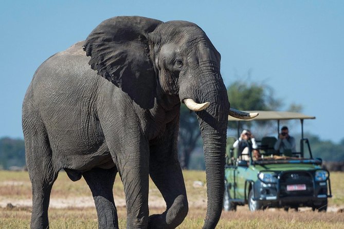 5 Day Victoria Falls and Hwange National Park Accommodated Safari Tour - Day 5 in Hwange, a quieter finish with wildlife and calm