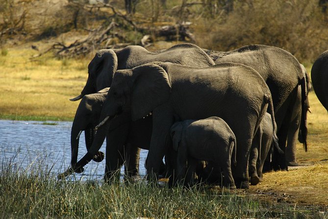 5 Day Victoria Falls and Hwange National Park Accommodated Safari Tour - Who this tour fits best, and who should think twice
