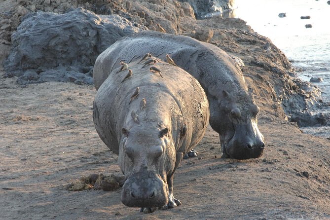 5 Day Victoria Falls and Hwange National Park Accommodated Safari Tour - Day 1 Upper Zambezi sunset cruise, an easy start with real animal odds