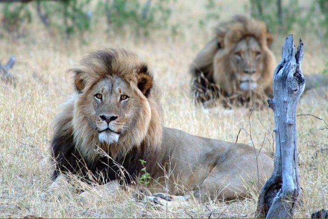 5 Day Victoria Falls and Hwange National Park Accommodated Tour Safari - Key things to know before you go
