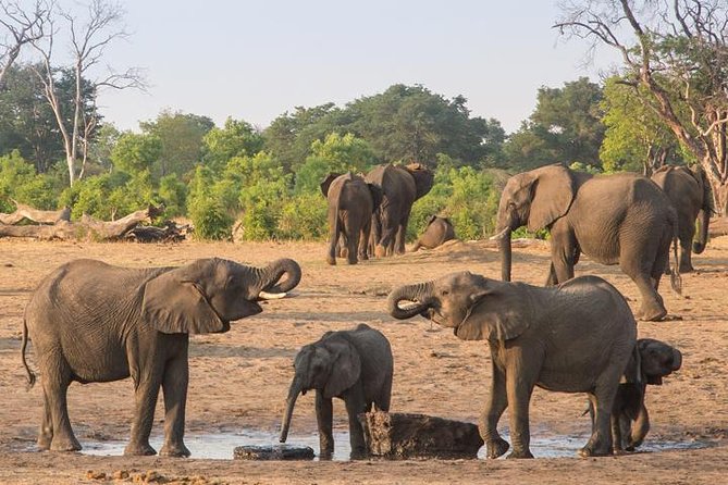 5 Day Victoria Falls and Hwange National Park Accommodated Tour Safari - Airport pickup and small-group momentum