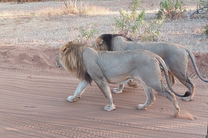 6 Days Victoria Falls Chobe Wildlife and Okavango Delta Tour - Day 1 in Chobe: 3 hours on the river from an open-sided boat