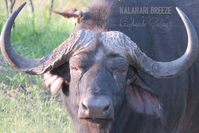 7 Day Highlights Of Botswana Overland Tour - ACCOMODATED (midrange) - Day 5: Maun downtime, plus an optional Okavango Delta flight