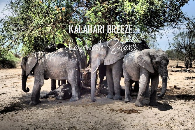 7 Day Highlights Of Botswana Overland Tour - ACCOMODATED (midrange) - Day 7: a simple ending, airport drop-off in Maun