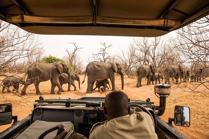 8 Day Chobe NP, Elephant Sands, Okavango Delta & Victoria Falls - Moremi Game Reserve: full-day drive for lions, leopards, and friends