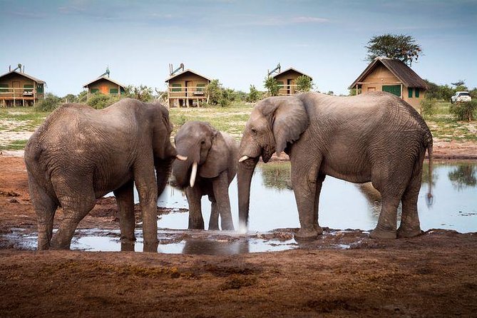 8 Day Highlights Of Botswana & Victoria Falls Overland Tour - Elephant Sands: waterhole watching without the long drive fatigue