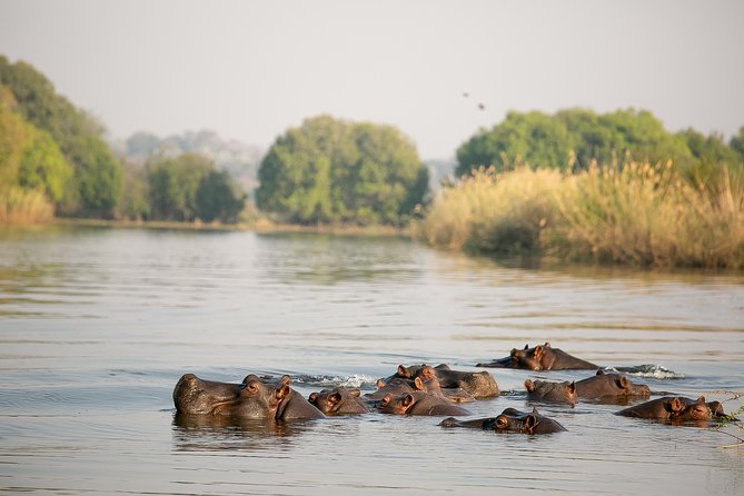 Birdwatching Cruise in Zambezi River with Breakfast - Breakfast On Board: Light Continental, Best Served While Watching Birds