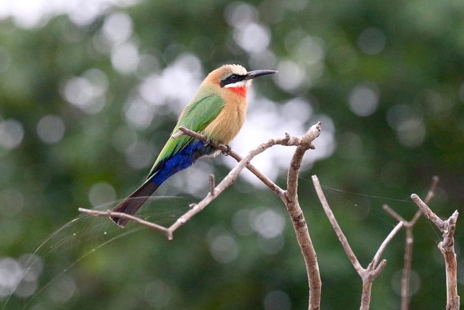 Birdwatching Cruise in Zambezi River with Breakfast - Group Size and Transfers: Why Up to 16 People Is a Good Number