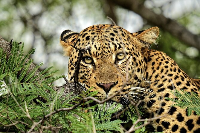 Chobe Botswana Day Trip River and Land Safari from Victoria Falls - Chobe River Cruise: 3 Hours of Elephants, Hippos, and Bird Life
