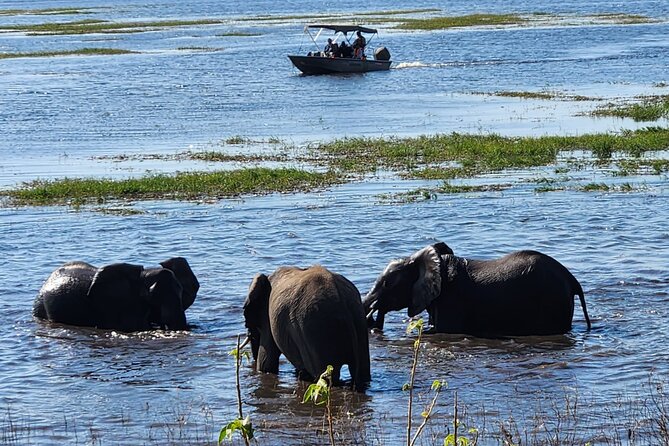 Chobe Botswana Day Trip River and Land Safari from Victoria Falls - Border Transfer, the 70 km Return Drive, and Being Back Around 6:00 pm