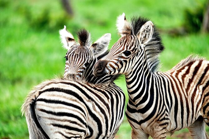 Chobe Botswana Day Trip River and Land Safari from Victoria Falls - Who Should Book This Chobe River and Land Day Trip