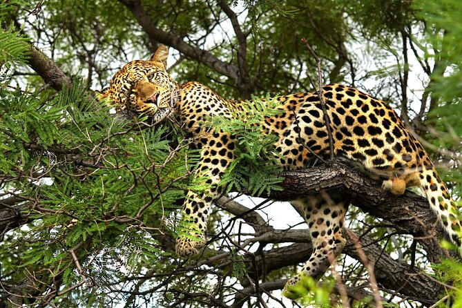Chobe Botswana Day Trip River and Land Safari from Victoria Falls - The 7:00 am Pickup and the Zambezi National Park Drive