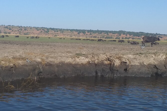 Chobe Botswana Full-Day Trip - Chobe River boat cruise for about 3 hours of up-close wildlife