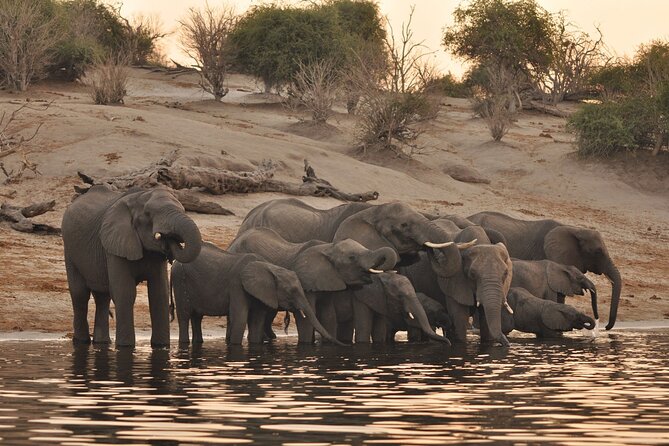 Chobe Day Trip - Key Highlights Worth Knowing