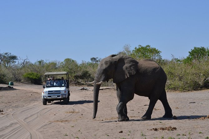 Chobe Day Trip - Chobe in One Long Day: What 9 Hours Really Means