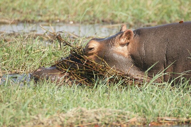Chobe Day Trip - Chobe River Boat Cruise: The Best Shot at Elephants and Hippos