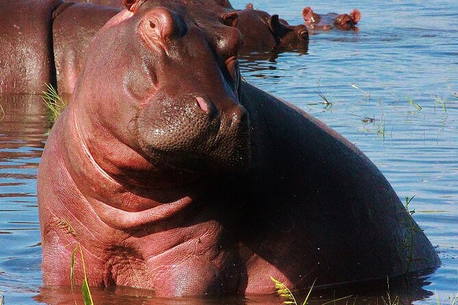 Chobe Day Trip - Price and Value Check: Is $174 Fair for This Day?