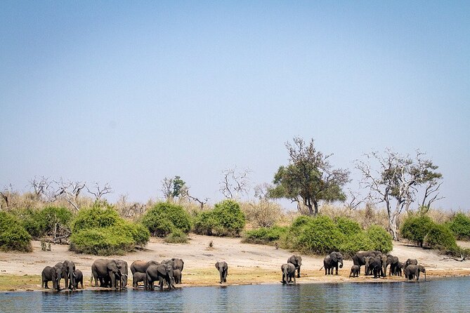 Chobe Day Trip - What to Bring (and What to Leave Alone)