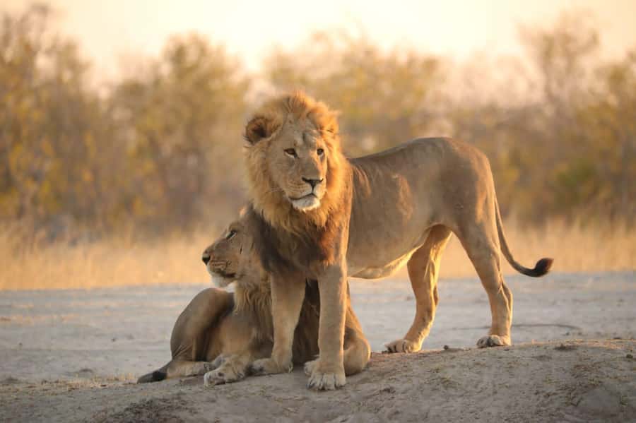Chobe Day Trip - From Vic Falls - With Lunch (Buffet) - Quick hits before you go